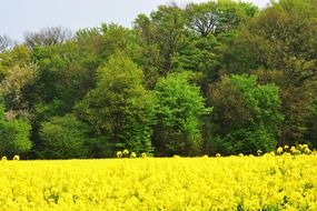 Yellow field green Forest view
