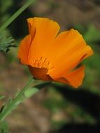 orange california poppy