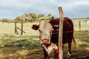 cow near the fence in the pasture