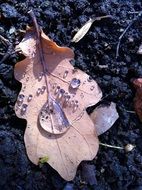 autumn leaf after rain