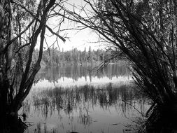 trees on the shores of the lake in winter