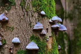 tree fungus close-up