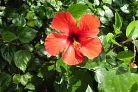 red hibiscus flower with green leaves on a bush