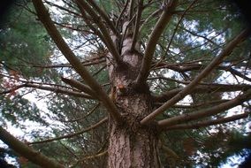 evergreen pine
