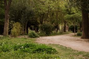 Wide trail in the green forest on the beautiful landscape