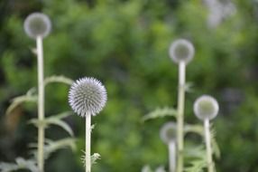 flowers bloom in the garden