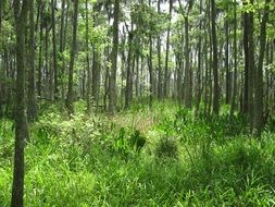 green trees and grass in the swamp