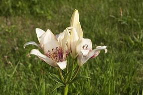 white lily on the field