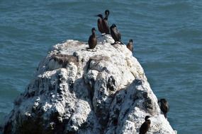 black balkans on a rock in the water