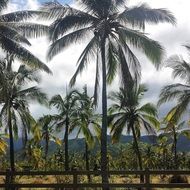 Tropical palms in Hawaii