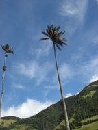 palm tree against the sky with white clouds