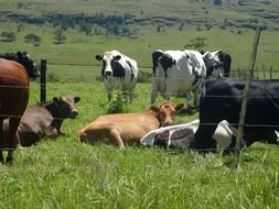 cows on a farm in Africa