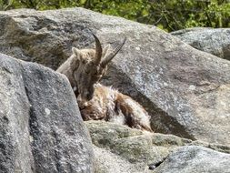 alpine ibex capra animal