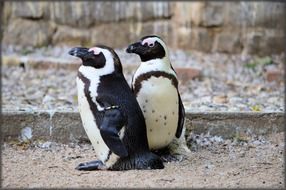 little black and white penguins artis