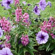 purple petunias in the garden