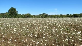 wild flowers on a dry field