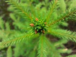 bright green spruce branch close-up