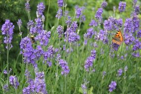 orange butterfly among lavender