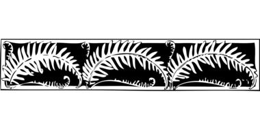 border fern decoration drawing