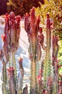 cactus like spice