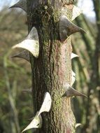 macro view of bramble rose grove