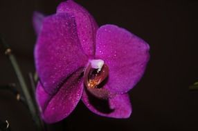 orchidaceae purple