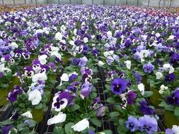 A lot of the violet and white flowers