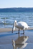 elegant white swans swim in a pond