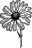 daisy flower, drawing