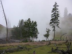 the yellowstone national park in Wyoming