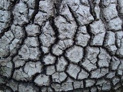 bark of a tree close up