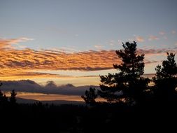 dark trees at sunset sky