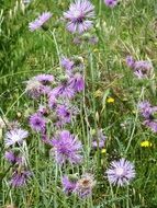 extraordinarily beautiful wild flower