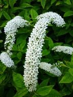 bush of white flowers in July