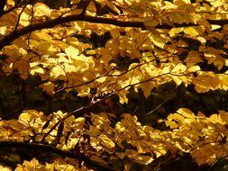 branches of European beech in autumn