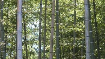 dense bamboo forest in Japan