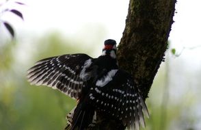 woodpecker bird with colorful feathers