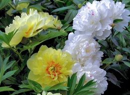 yellow and white flower closeup