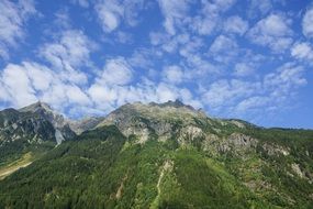 green plant on Alpine mountains