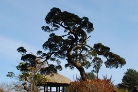 old pine tree