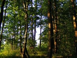 Beautiful and colorful nature with plants in the forest