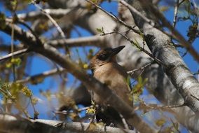 bird on the tree branch