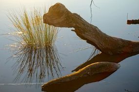 Wood trunk in the water with the plants