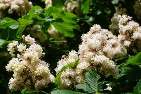 blooming chestnut