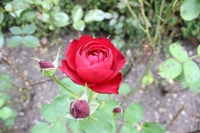 perfect crimson rose in the garden