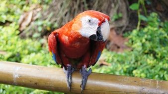 colorful parrot ara