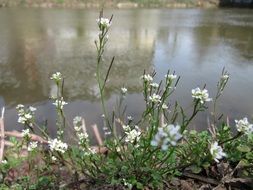 cardamine hirsuta