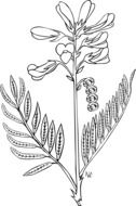 flower bud drawing