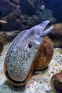 moray in the aquarium