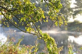 photo of morning fog over the lake
